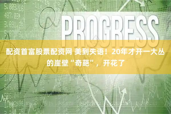 配资首富股票配资网 美到失语！20年才开一大丛的崖壁“奇葩”，开花了